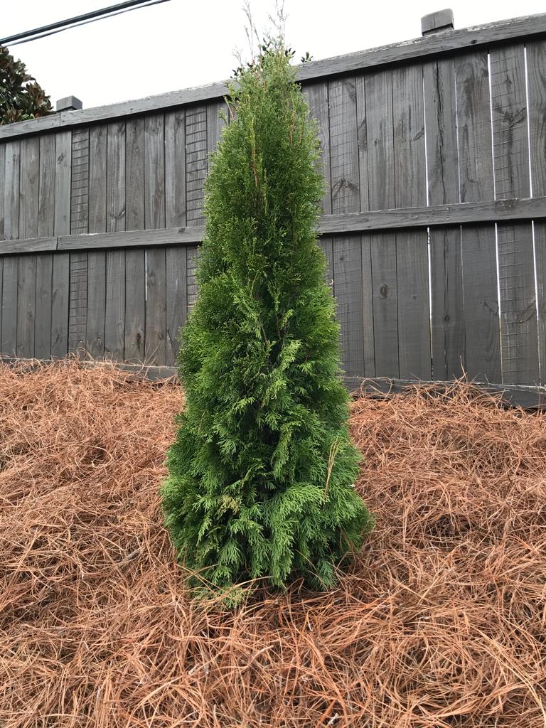 5Gal Emerald Green Arborvitae Installation/Plantings