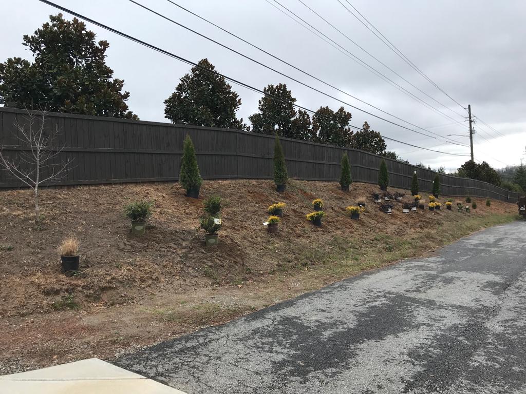 3Gal Weeping Loropetalum  Installation/Plantings