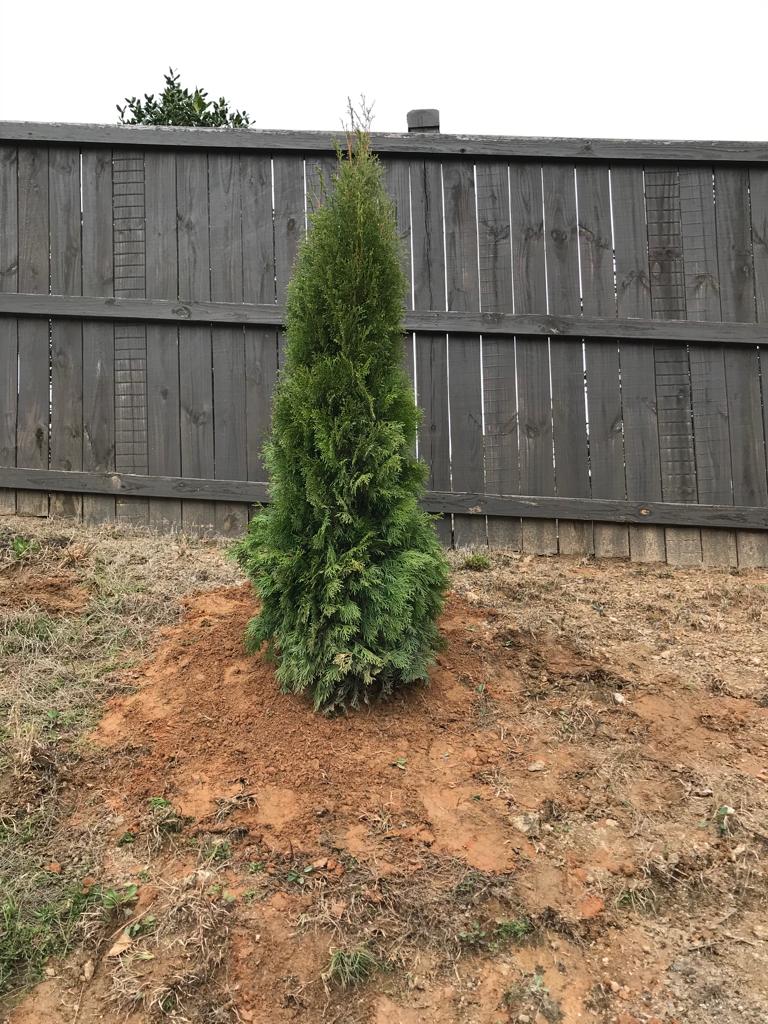 5Gal Emerald Green Arborvitae Installation/Plantings