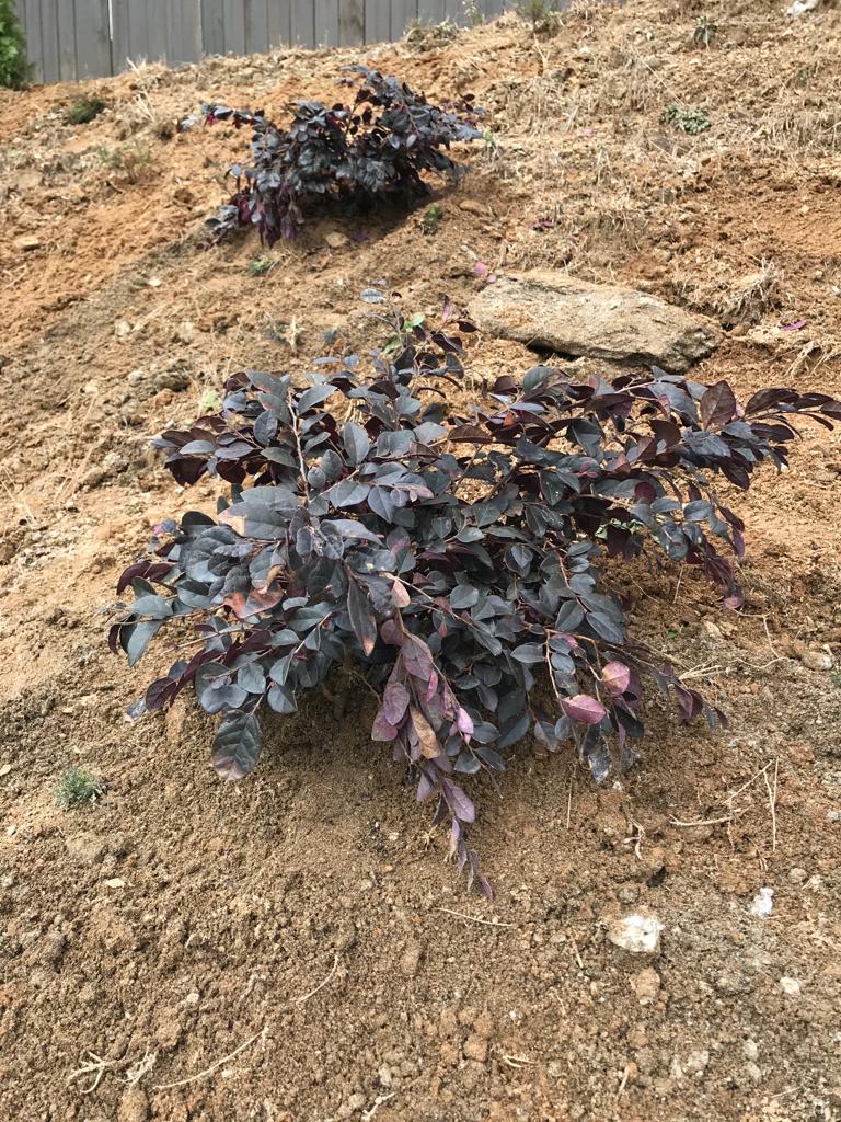 3Gal Weeping Loropetalum  Installation/Plantings