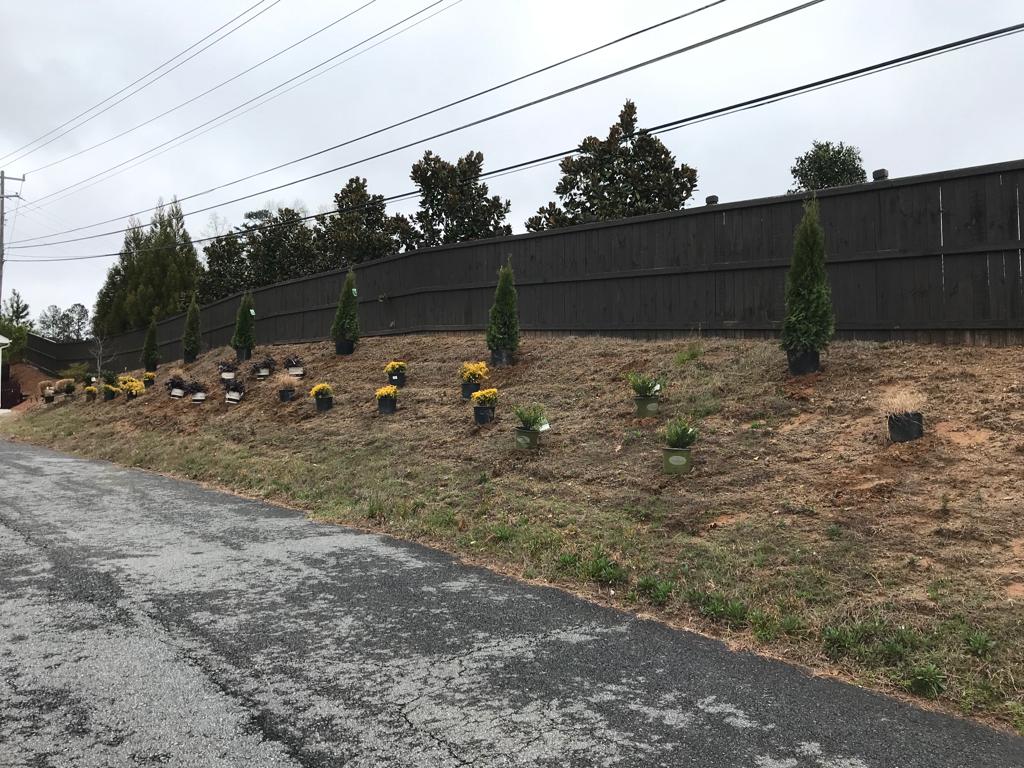 3Gal Weeping Loropetalum  Installation/Plantings