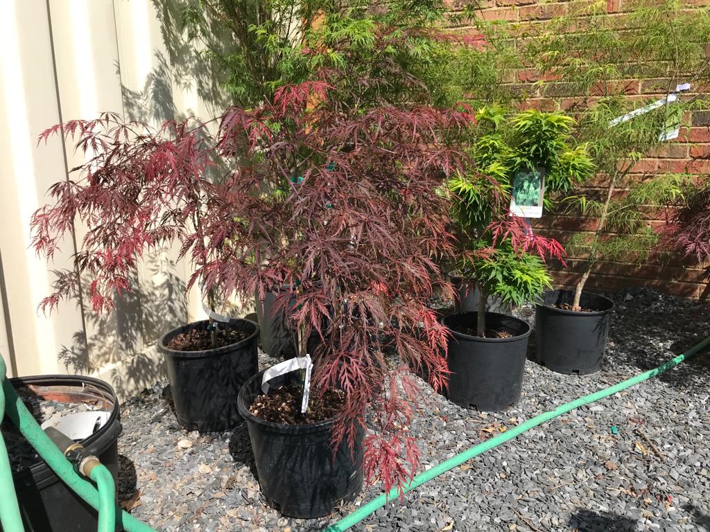 Orangeola Cutleaf Japanese Maple Low Graft 24 in  Installation/Tree