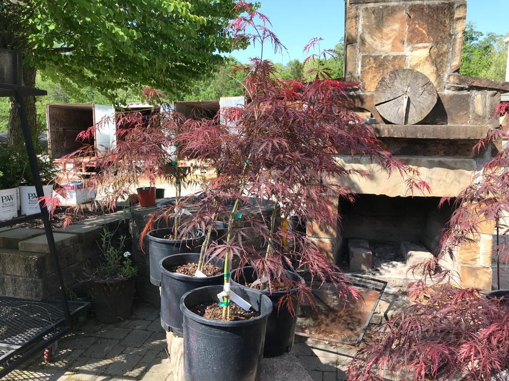 Orangeola Cutleaf Japanese Maple Low Graft 24 in  Installation/Tree