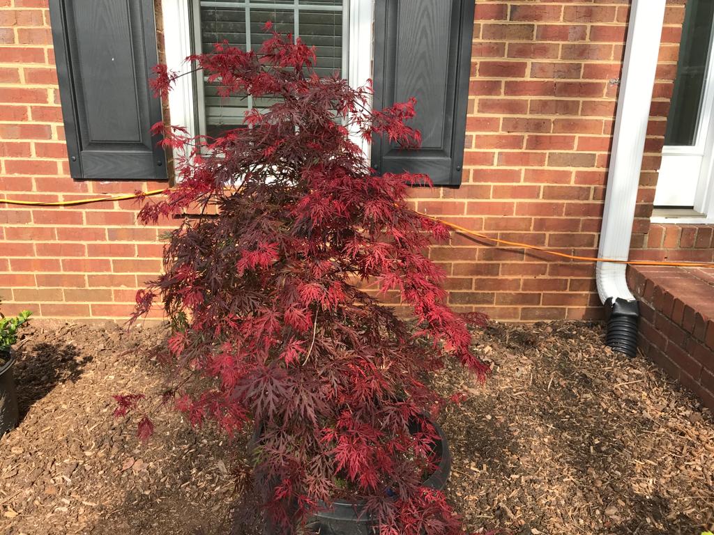 Orangeola Cutleaf Japanese Maple Low Graft 24 in  Installation/Tree