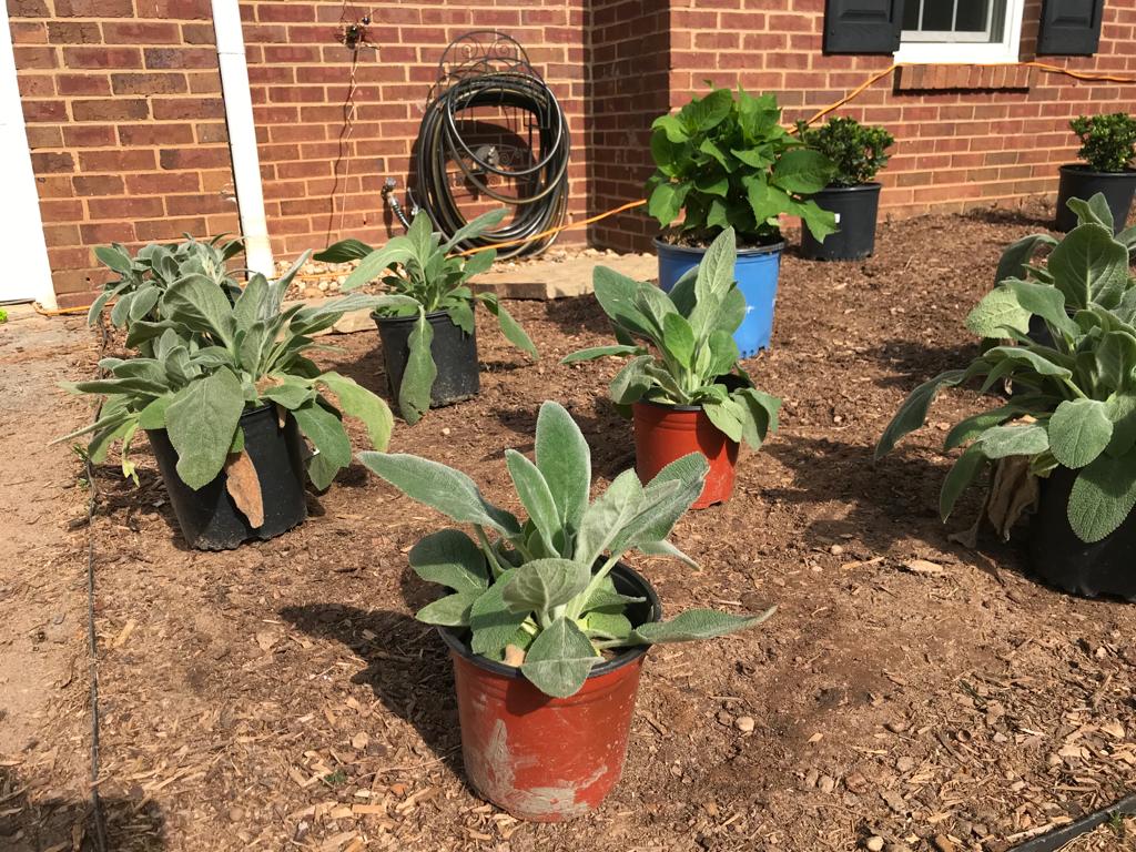 Stachys byzantina Helene von Stein 1 Gallon Installation/Plantings