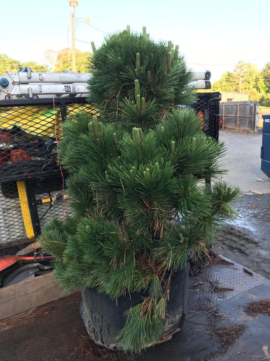 Japanese Black Pine 48 inch Height  Installation/Tree