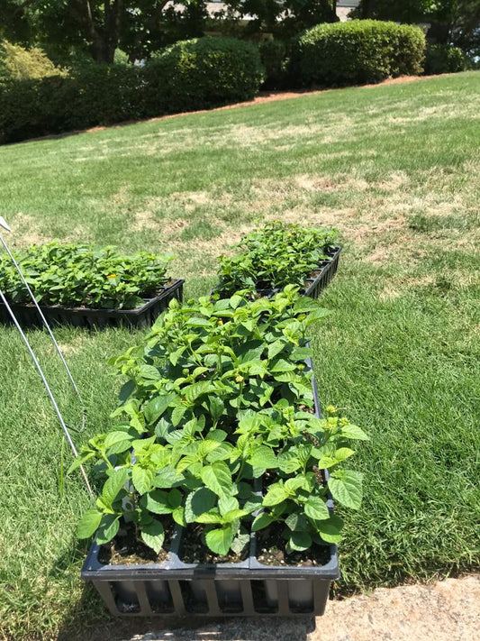 Flats of Lantana Evita Yellow Installation /Seasonal Landscape Flowers