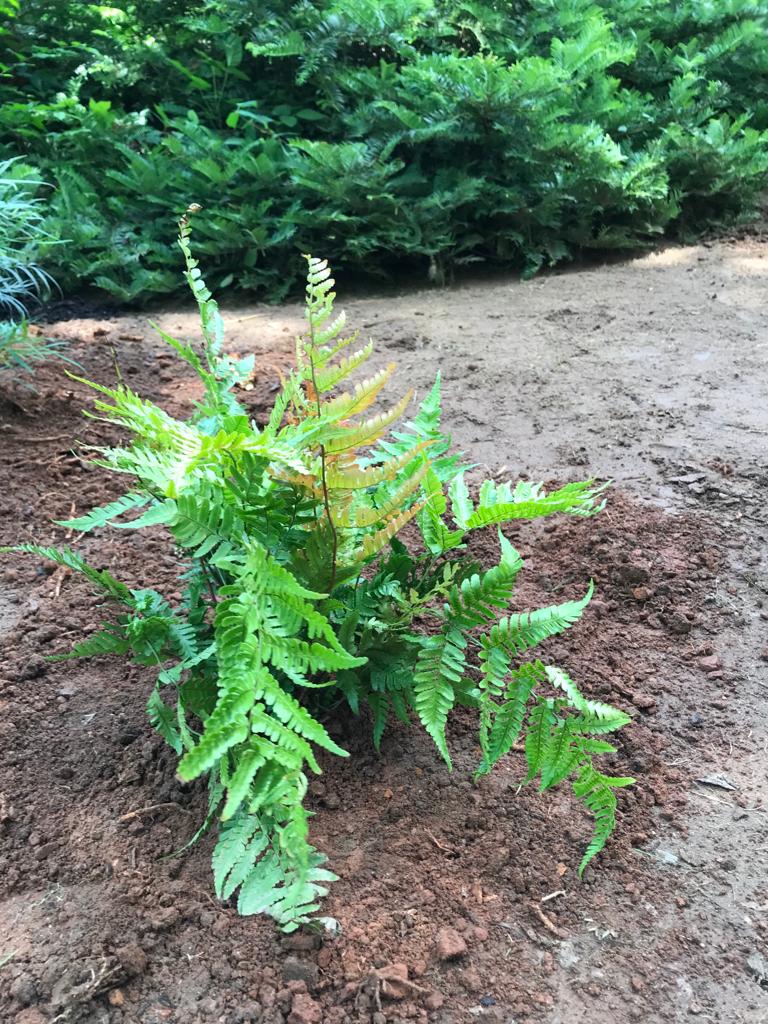 1gal Autumn Fern Installation/Plantings