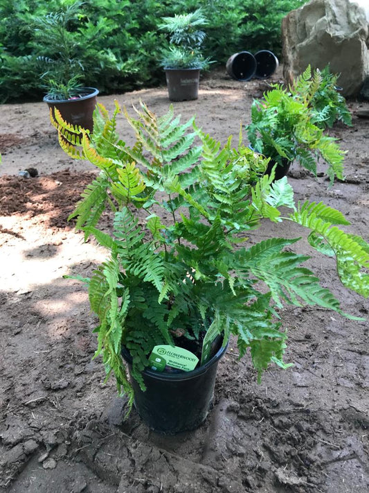 1gal Autumn Fern Installation/Plantings