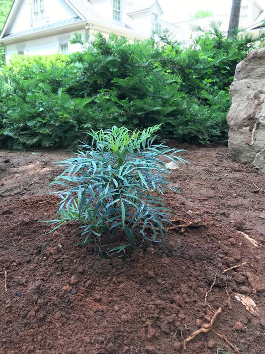 Mahonia Soft Caress 3G Installation/Plantings