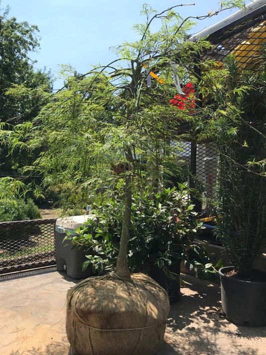 Viridis Cutleaf Japanese Maple 36 Inch  Installation/Tree