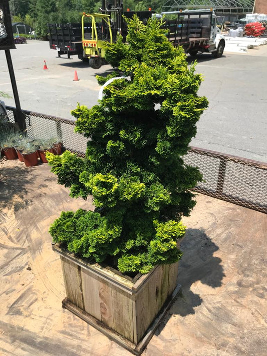 Verdoni Hinoki Cypress #15 Container  Installation/Tree