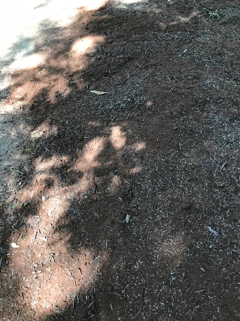 Fescue Seed Plus per square foot Installation/Sod/Fescue