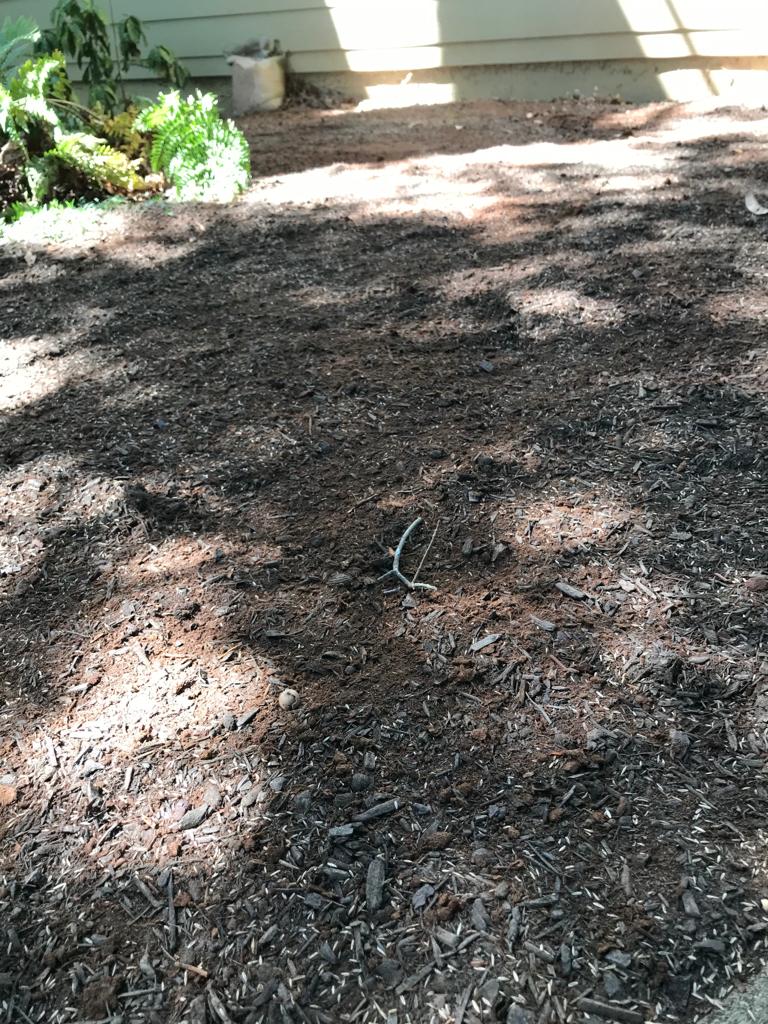 Fescue Seed Plus per square foot Installation/Sod/Fescue