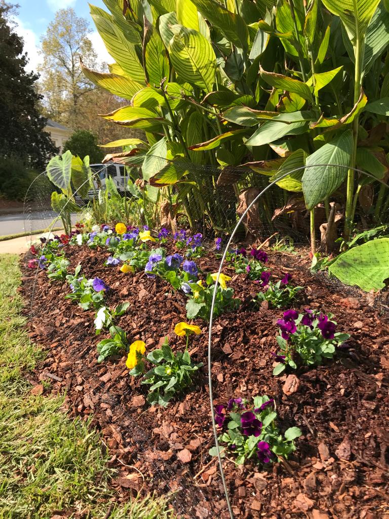 Flats Matrix Pansy Installation /Seasonal Landscape Flowers