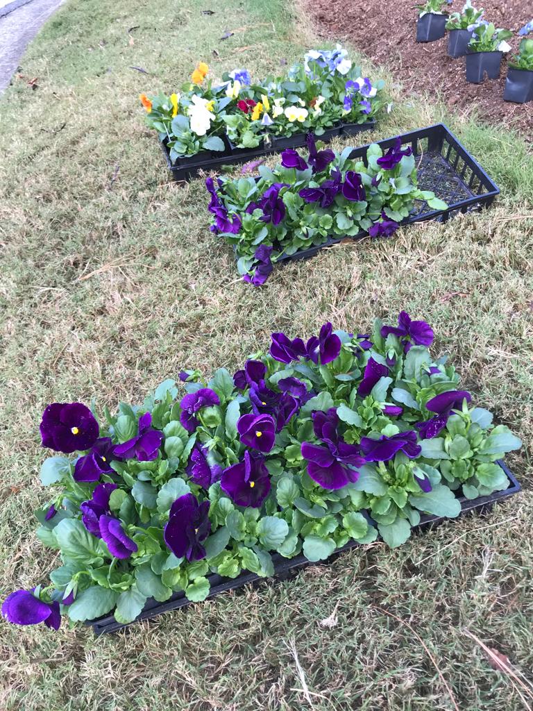 Flats Matrix Pansy Installation /Seasonal Landscape Flowers