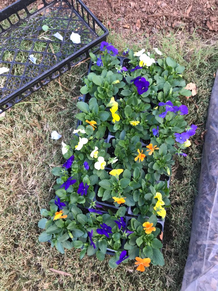 Flats Matrix Pansy Installation /Seasonal Landscape Flowers