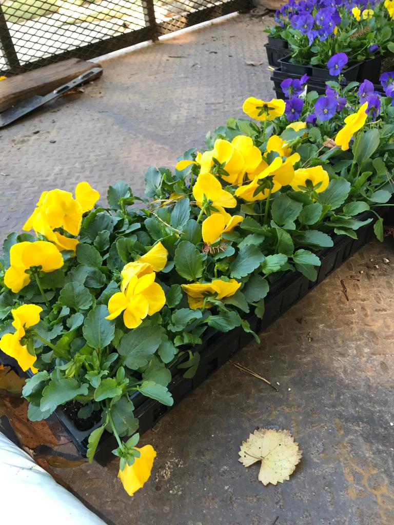 Flats Matrix Pansy Installation /Seasonal Landscape Flowers