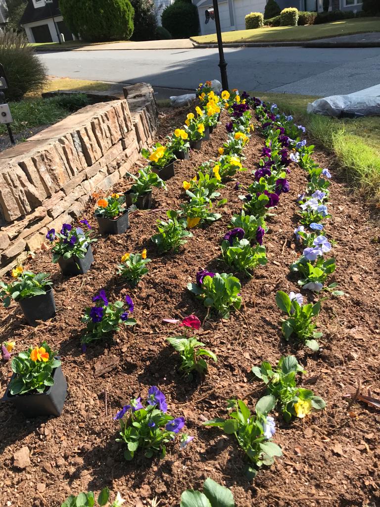 Flats Matrix Pansy Installation /Seasonal Landscape Flowers