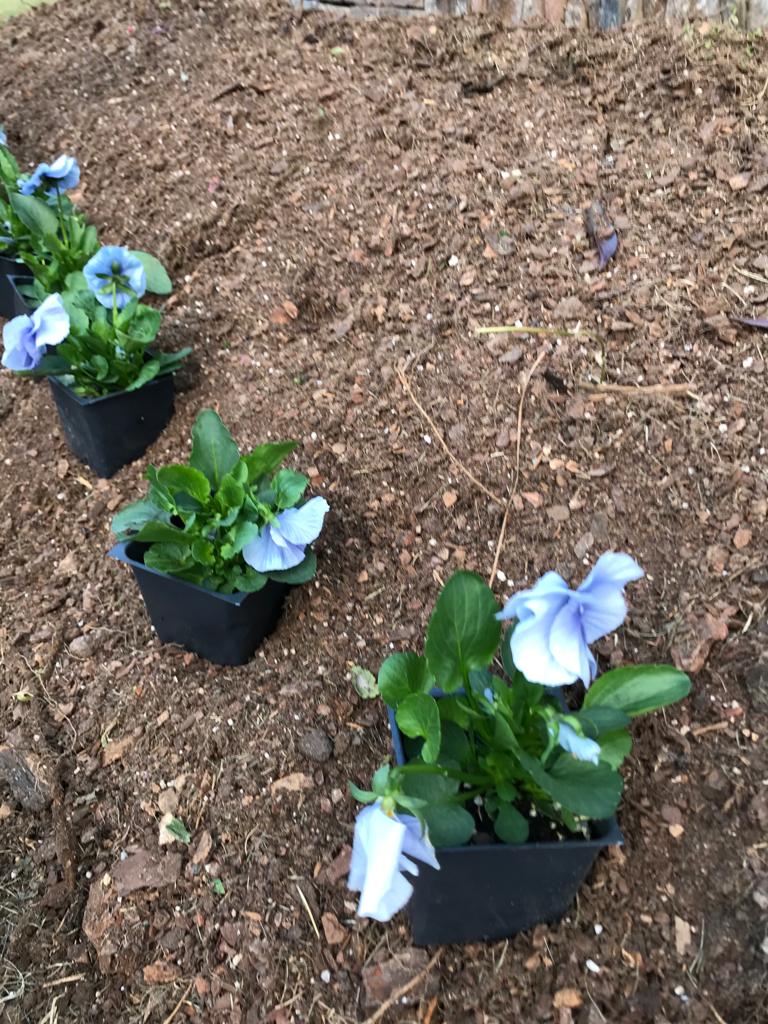Flats Delta Pansy Installation /Seasonal Landscape Flowers