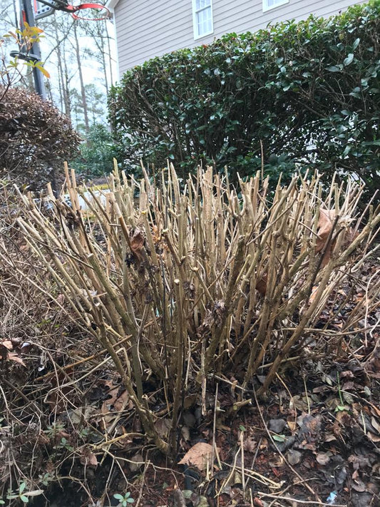 Prune hydrangeas Maintenance/Cut
