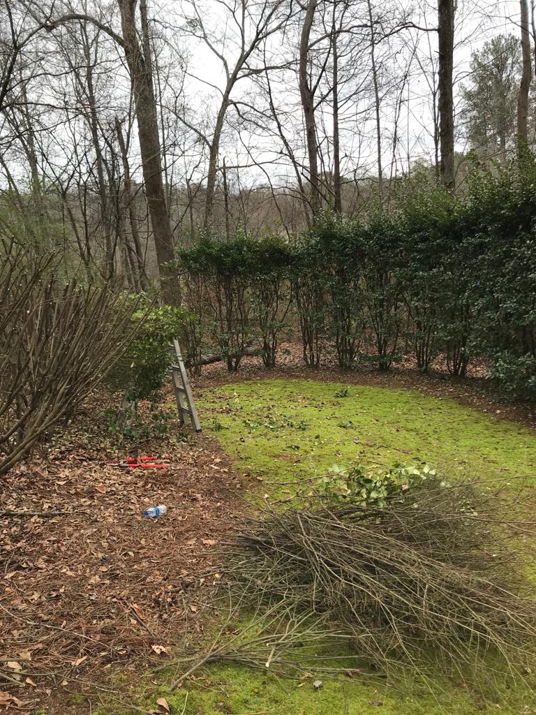 Prune Ligustrum  Maintenance/Cut