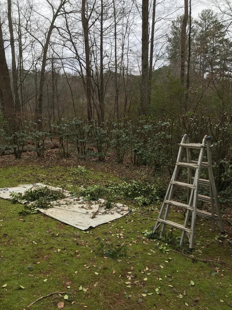 Prune Ligustrum  Maintenance/Cut