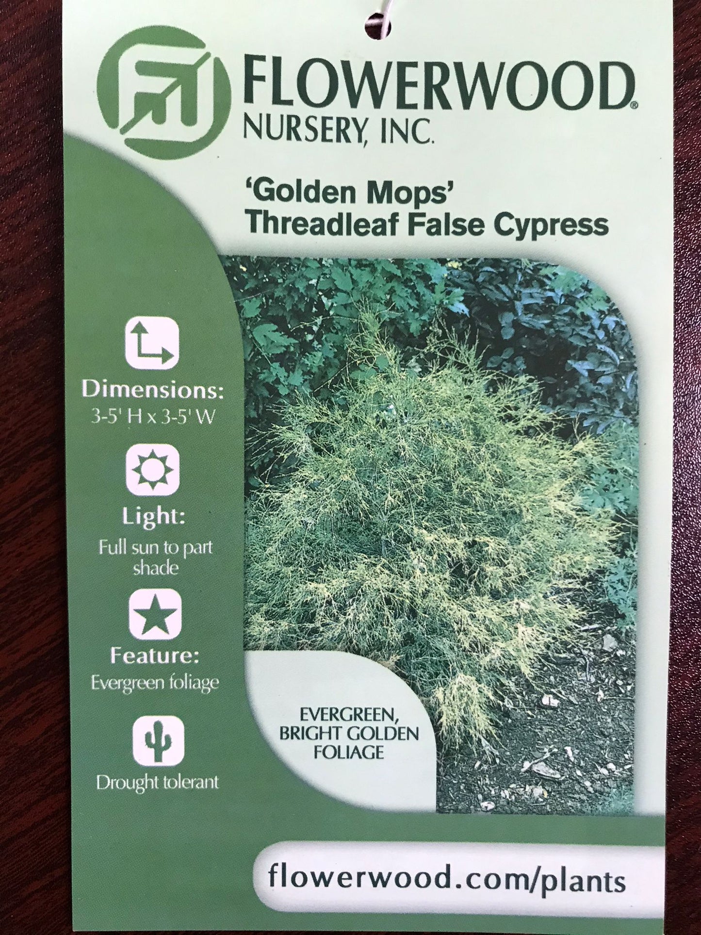 3gal Threadleaf False Cypress Installation /Plantings/Golden Mops