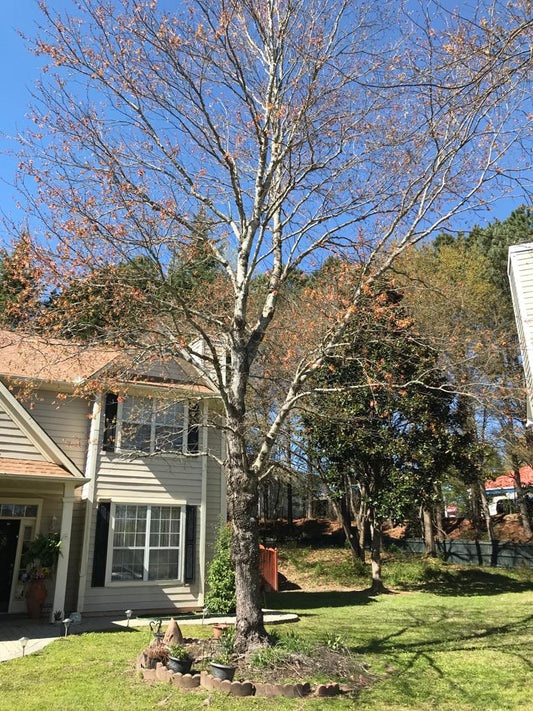 Cut Down Medium Tree Landscapes/Maintenance/Tree/Cut Down