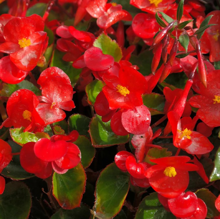 Flats of BEGONIA Fibrous Root Installation /Seasonal Landscape Flowers