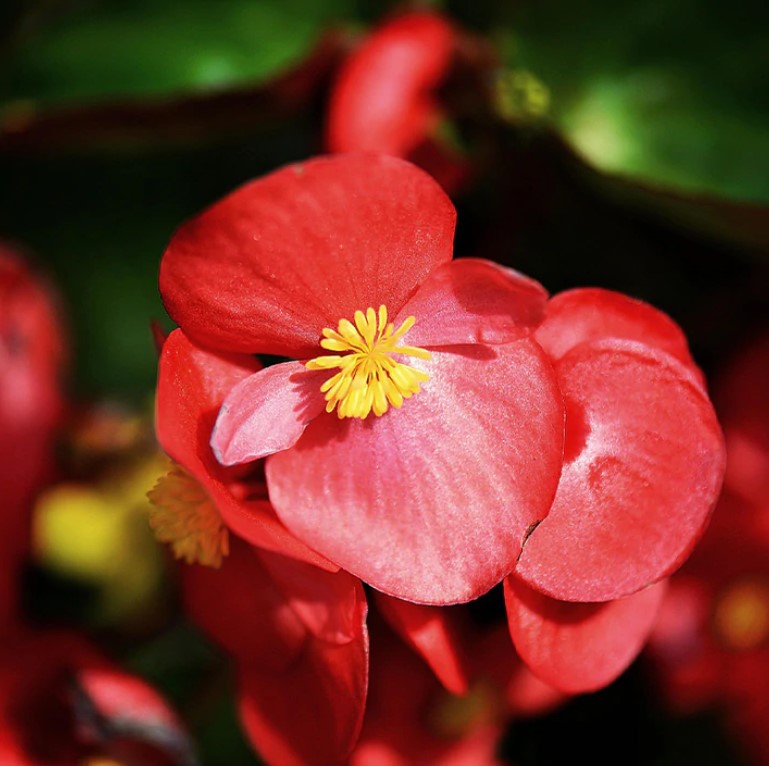 Flats of BEGONIA Fibrous Root Installation /Seasonal Landscape Flowers