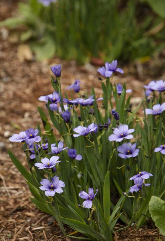 Lucerne Blue-Eyed Grass 1 Gallon Installation/Plantings
