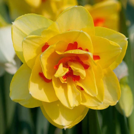 Daffodil Bulbs (Double) - Tahiti Installation/Extended Flower Production/FLOWER BULBS