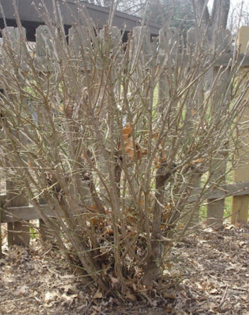 Prune Burning Bush  Maintenance/Cut