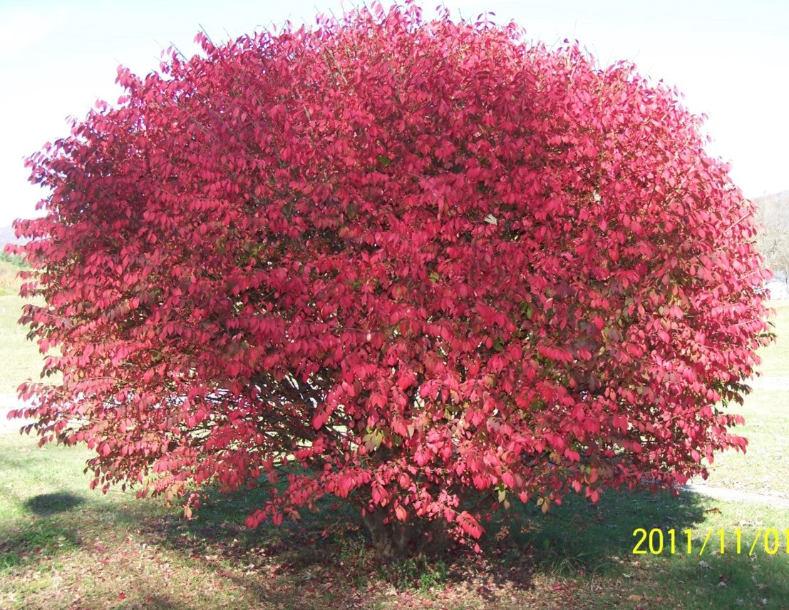 Prune Burning Bush  Maintenance/Cut