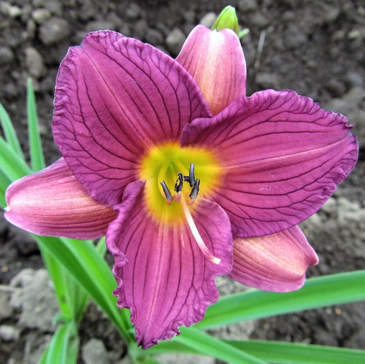 Daylily Purple De Oro Installation/Extended Flower Production/Stella D Oro/