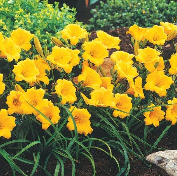 Hemerocallis Stella de Oro Installation/Extended Flower Production/Stella D Oro/