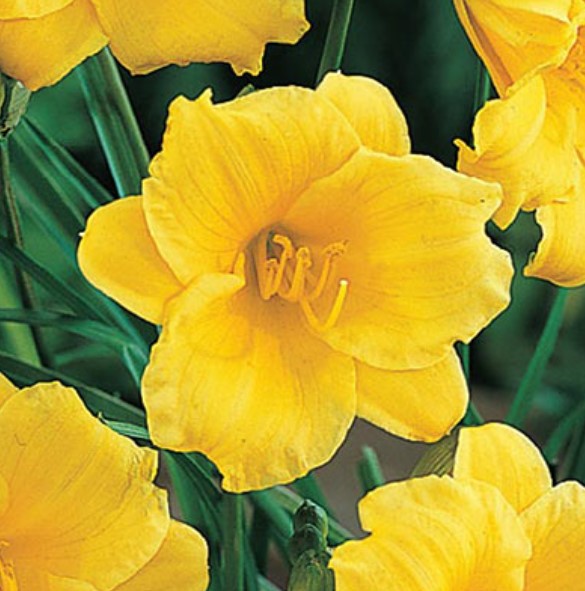 Hemerocallis Stella de Oro Installation/Extended Flower Production/Stella D Oro/