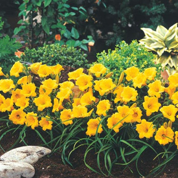 Hemerocallis Stella de Oro Installation/Extended Flower Production/Stella D Oro/