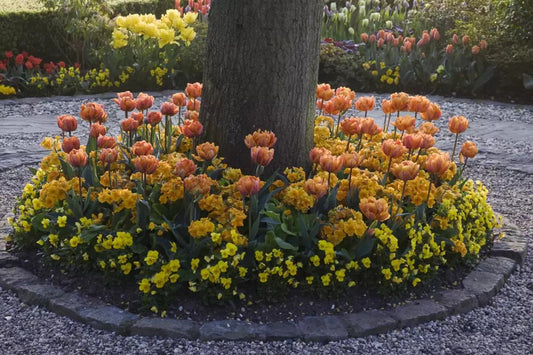 Plant clients flowers around trees Landscapes/Plantings