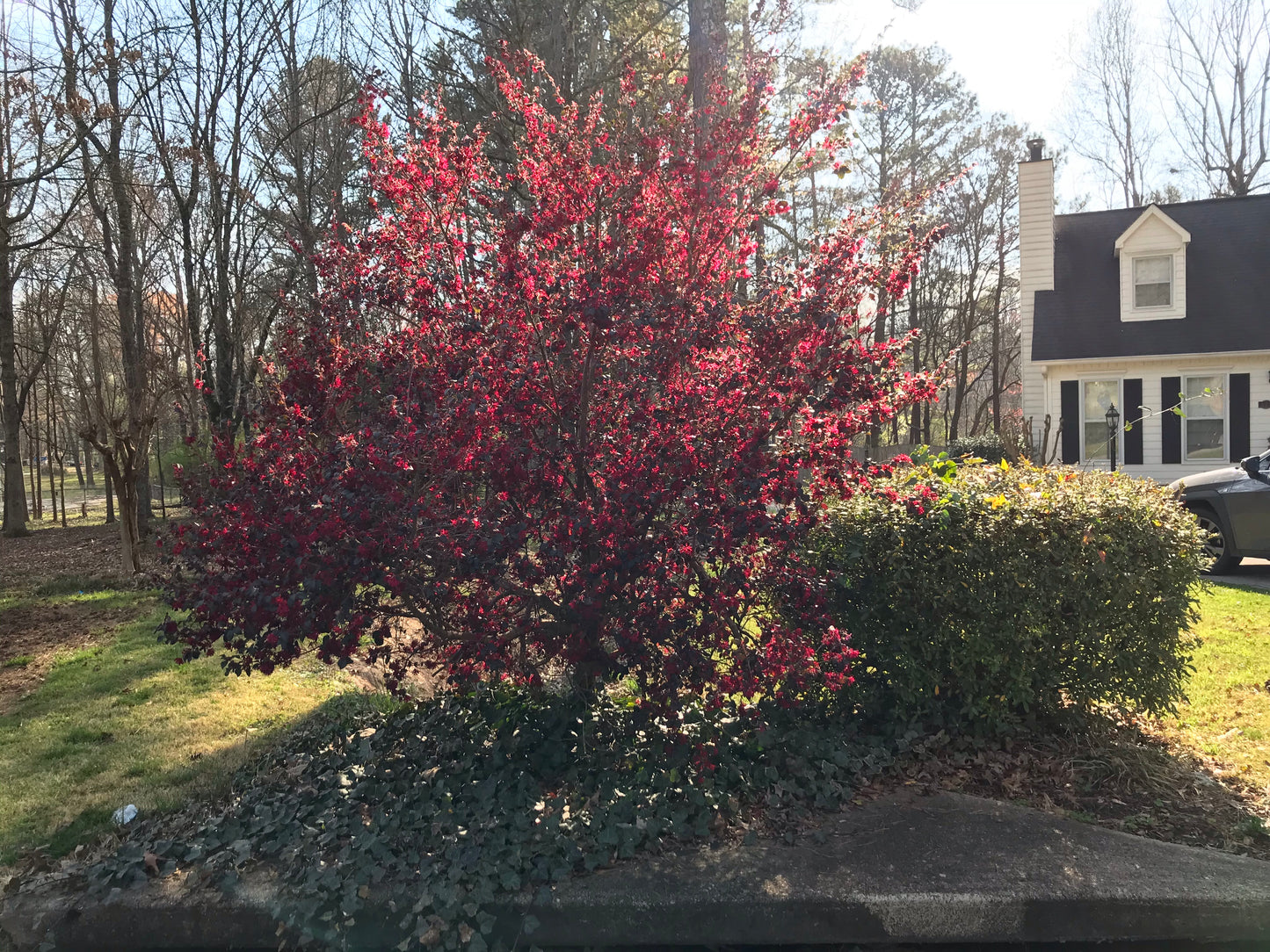 3Gal Weeping Loropetalum  Installation/Plantings