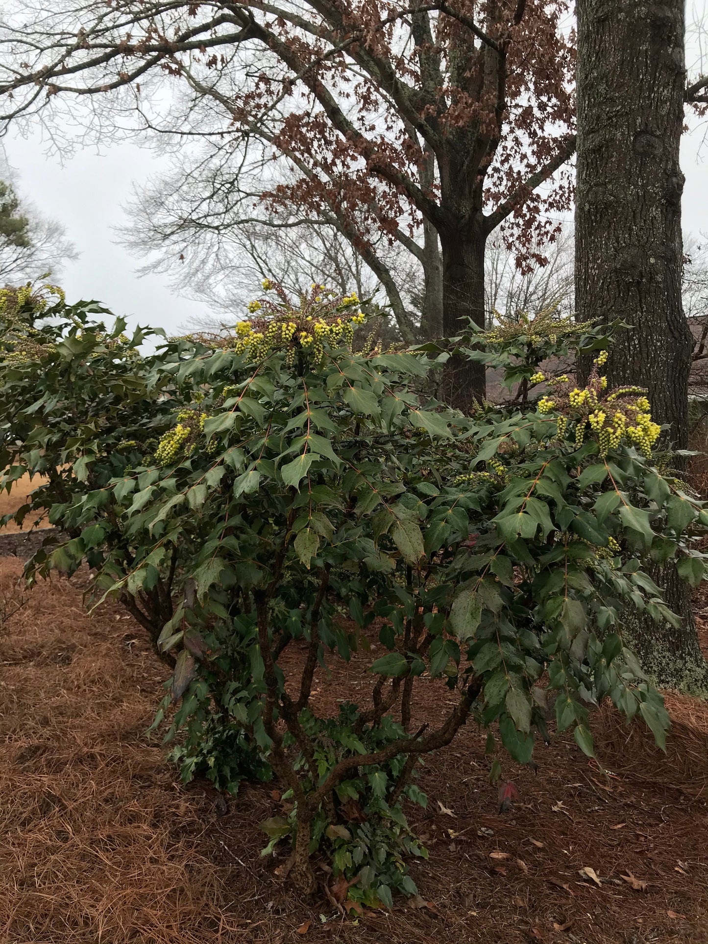 Mahonia  Maintenance/Cut