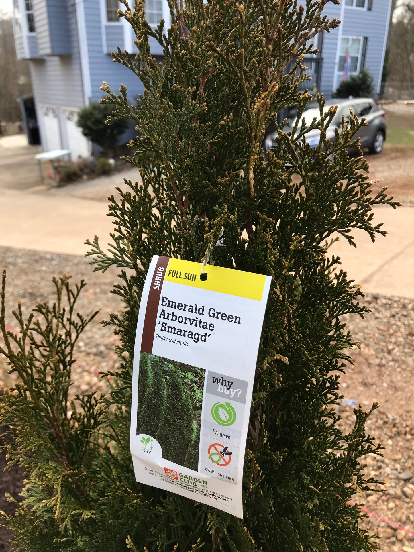 5Gal Emerald Green Arborvitae Installation/Plantings