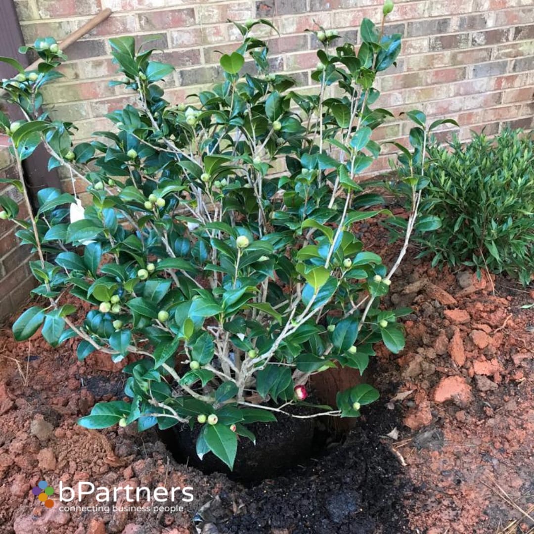 KRAMERS SUPREME CAMELLIA JAPANESE 15 Gallon Installation/Plantings