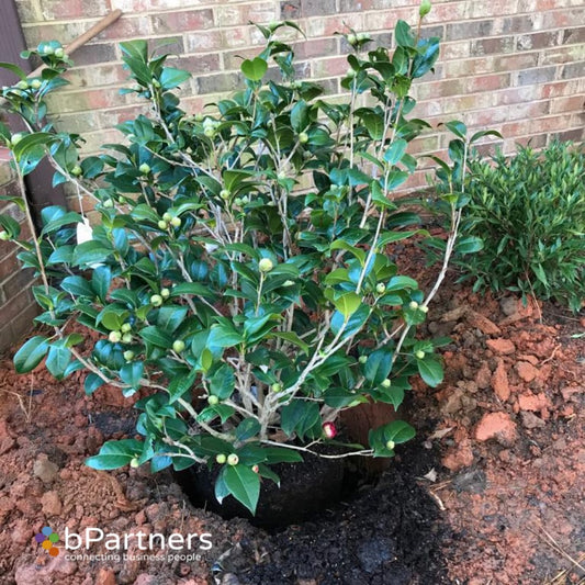 KRAMERS SUPREME CAMELLIA JAPANESE 15 Gallon Installation/Plantings