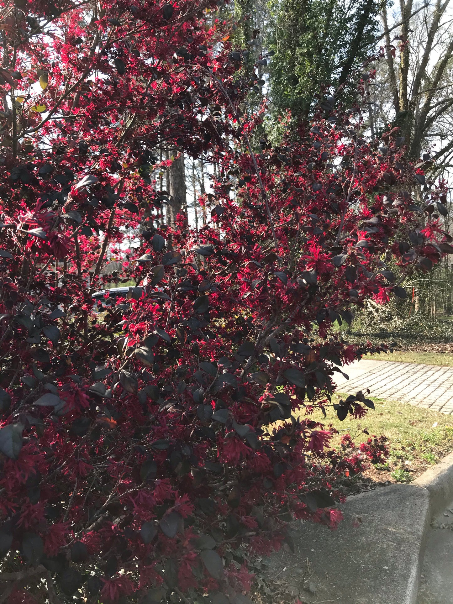 3Gal Weeping Loropetalum  Installation/Plantings
