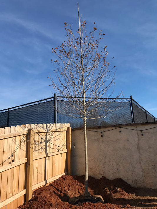 8 Feet Tall Wildfire Tupelo Black  Installation/Tree