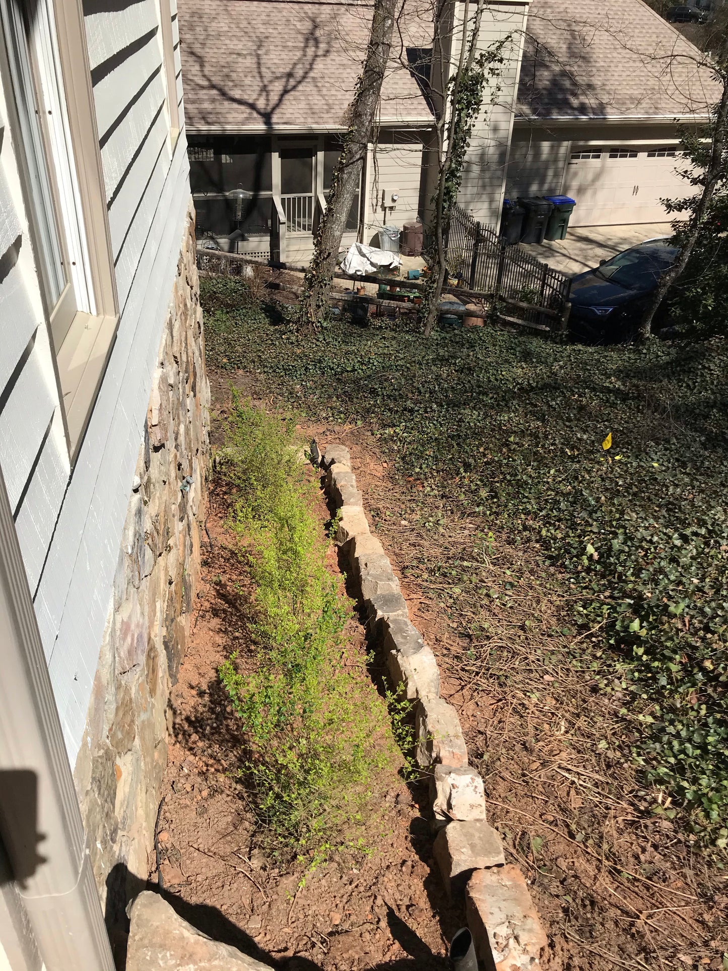 3Gal Sunshine Ligustrum Installation/Plantings
