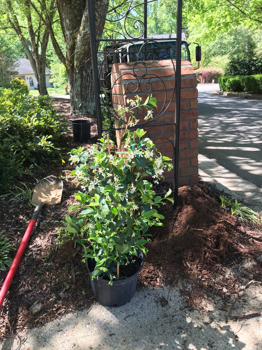 3Gal Climbing Jasmine  Installation/Plantings