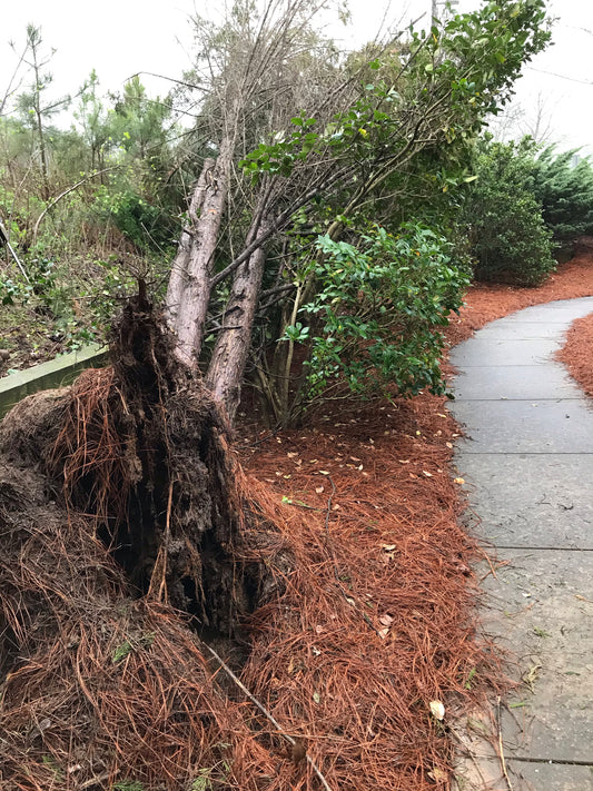 Move medium fallen tree Installation/Tree
